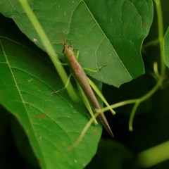 Stenacris vitreipennis