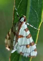 Conchylodes octonalis