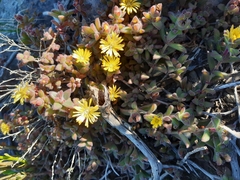 Delosperma rogersii