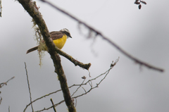 Myiozetetes cayanensis