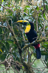 Ramphastos brevis