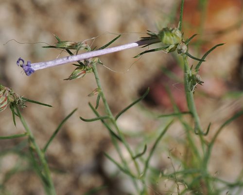 Image of Ipomopsis thurberi by (c) Roger Rittmaster, some rights reserved (CC BY)