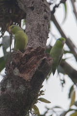Forpus coelestis