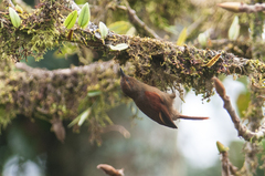 Cranioleuca erythrops