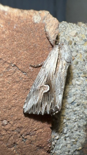 Gray Half-Spot photo 3