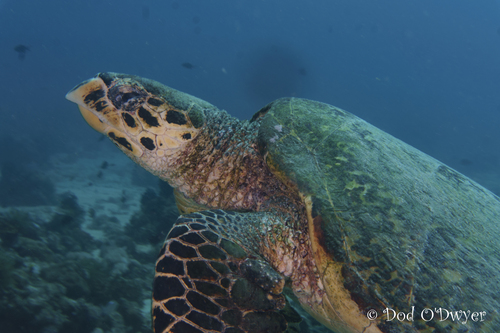 Hawksbill Sea Turtle