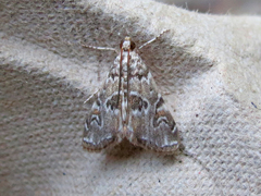 Elophila gyralis