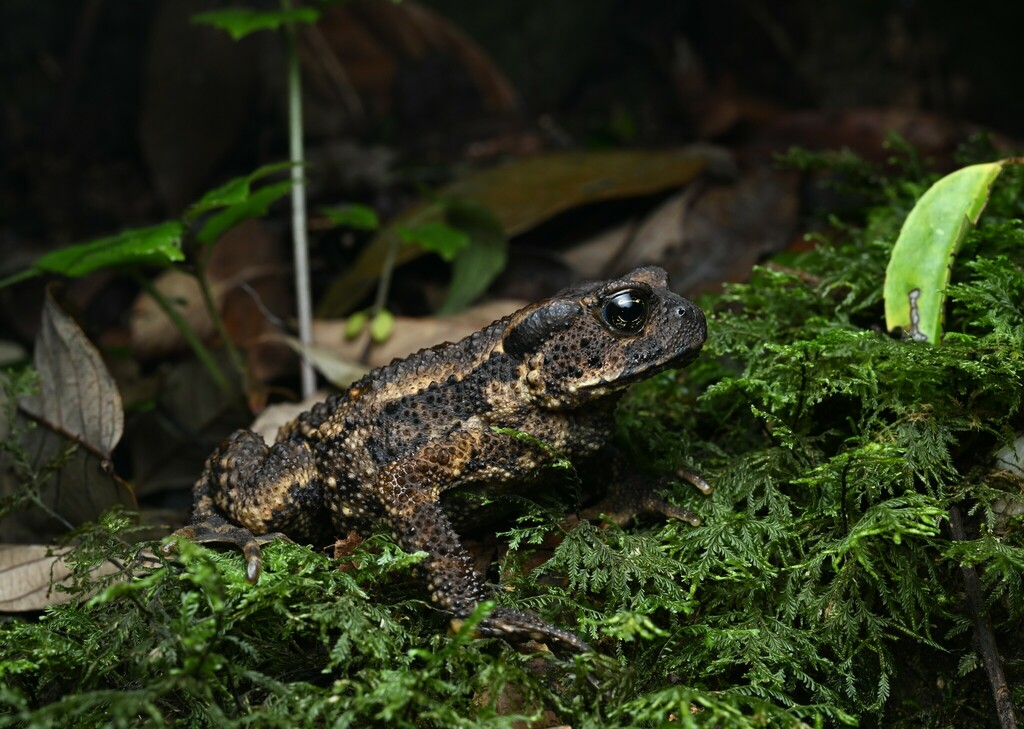 Ailao Stream Toad