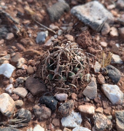 Image of Pediocactus peeblesianus by (c) Andrew Dudley, some rights reserved (CC BY)