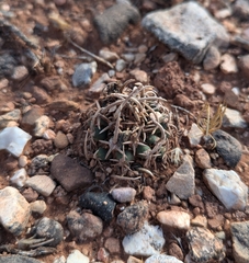 Pediocactus peeblesianus