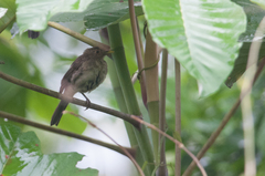 Turdus maculirostris