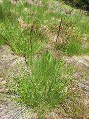 Festuca viridula
