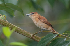 Pachyramphus cinnamomeus