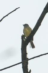 Phyllomyias griseiceps