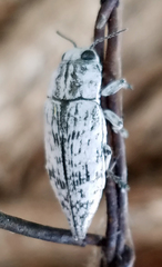 Poecilonota bridwelli