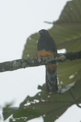 Trogon chionurus