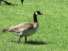 Branta hutchinsii