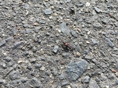 Anisolinus elegans