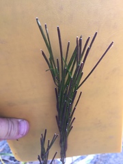 Arabis eschscholtziana