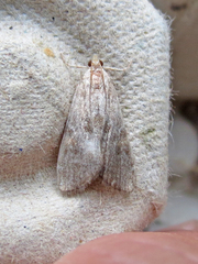 Elophila gyralis