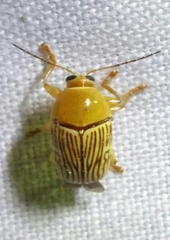Cryptocephalus umbonatus