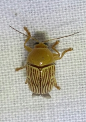 Cryptocephalus umbonatus