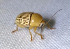 Cryptocephalus umbonatus