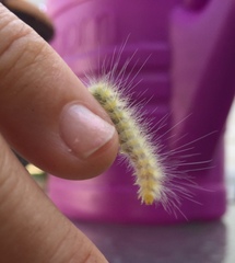 Lepidoptera