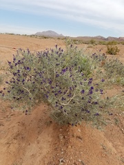 Psorothamnus fremontii