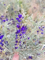 Psorothamnus fremontii