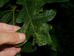 Neuroterus saltarius