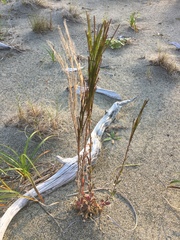 Arabis eschscholtziana