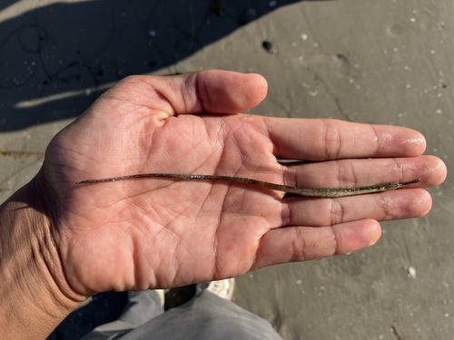 Barcheek pipefish (Syngnathus exilis) — Syngnathidae — 3