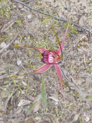 Broad-Lipped Spider Orchid (Caladenia applanata)