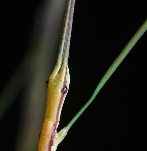 Manomera tenuescens