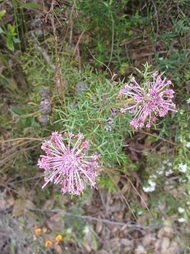 Image of Isopogon formosus by (c) naturewatchwidow, some rights reserved (CC BY)