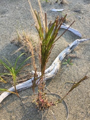 Arabis eschscholtziana