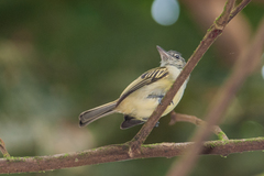 Tolmomyias flavotectus