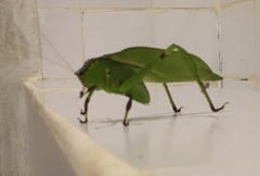 Cnemidophyllum lineatum