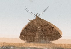 Zanclognatha dentata