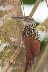 Xiphorhynchus lachrymosus