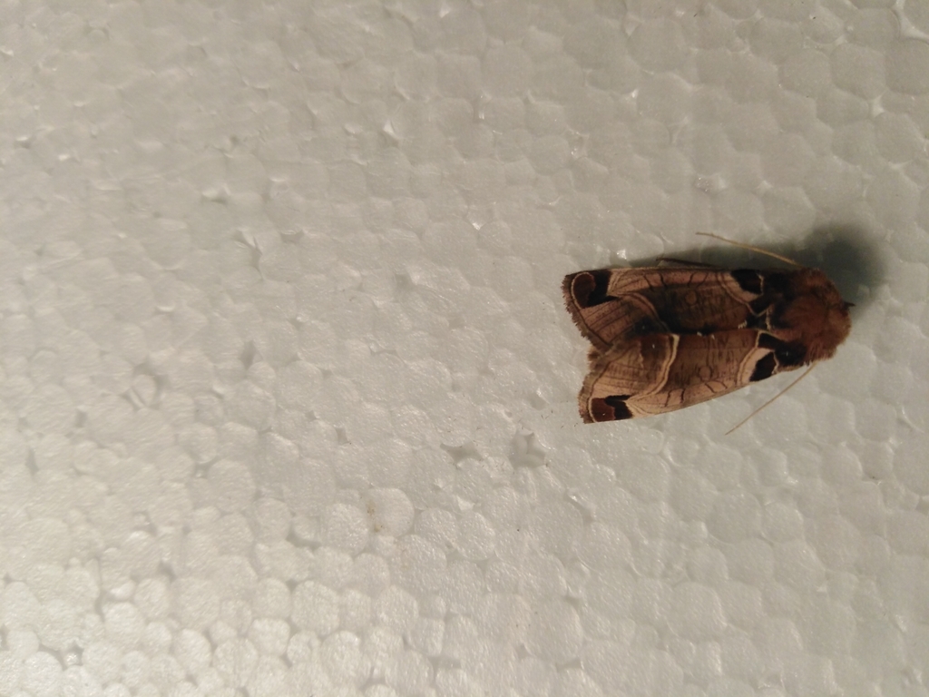 Plusidia