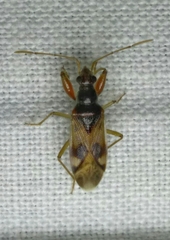 Pseudopamera