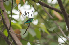 Dacnis lineata
