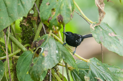 Microrhopias quixensis