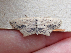 Scopula cacuminaria