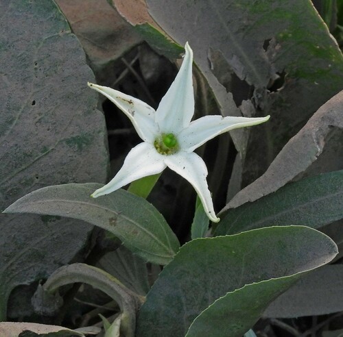 Image of Jaborosa integrifolia by no rights reserved