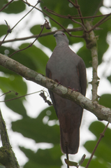Patagioenas goodsoni
