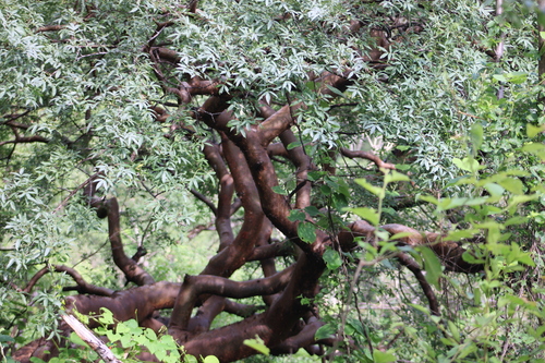 Bursera vejar-vazquezii Miranda