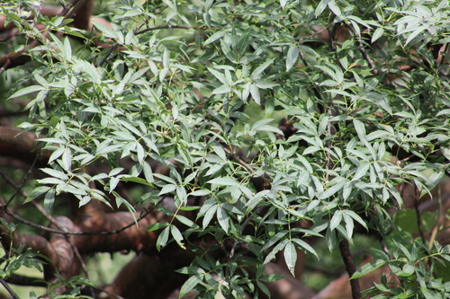 Bursera vejar-vazquezii Miranda 2